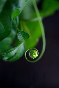 Close-up of Tendril of Passiflora edulis Close-up of Tendril of Passiflora edulis